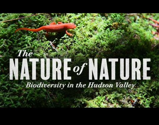 The-Nature-of-Nature-film